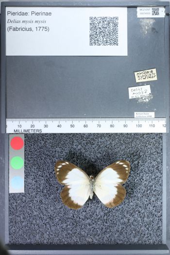Media type: image;   Entomology 74553